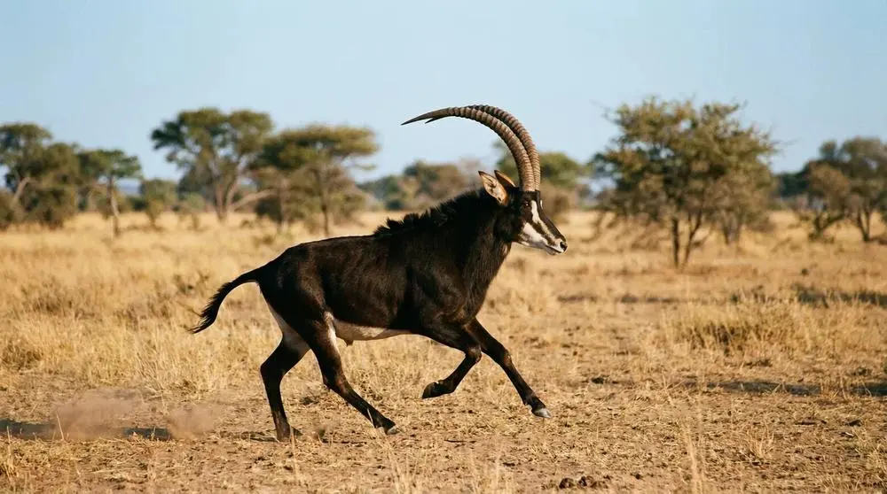 Sable Antelope: Facts, Habitat and Conservation
