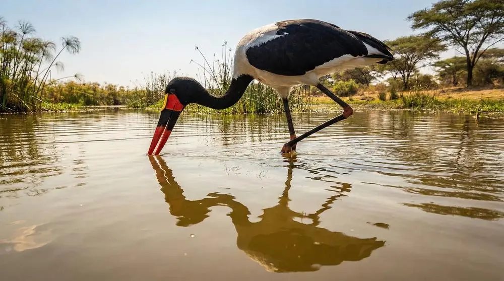 Honeymoon Safari Ideas