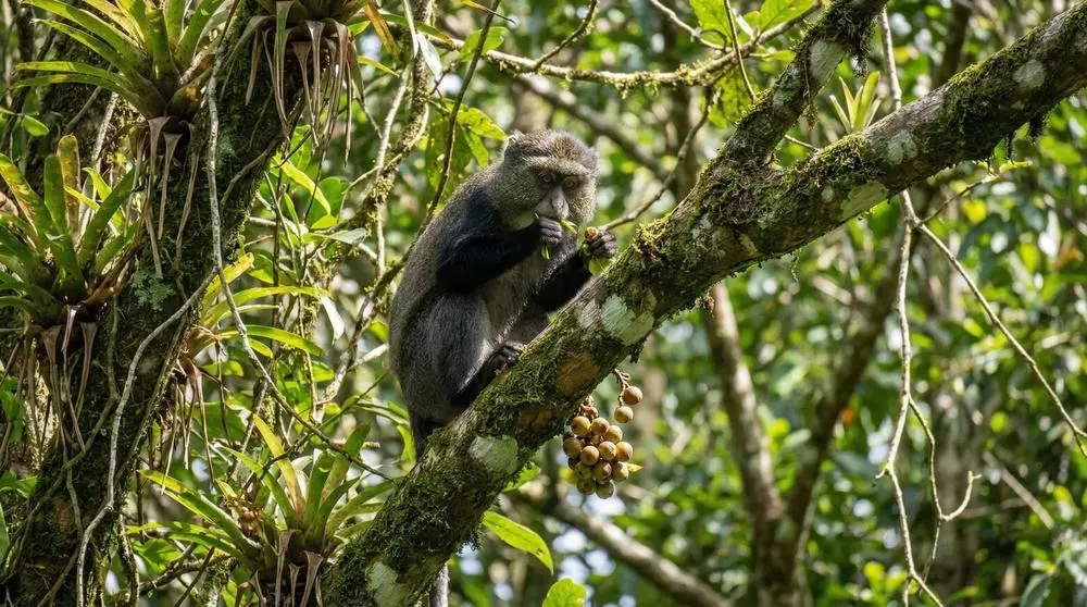 How to Photograph the Samango Monkey on Safari