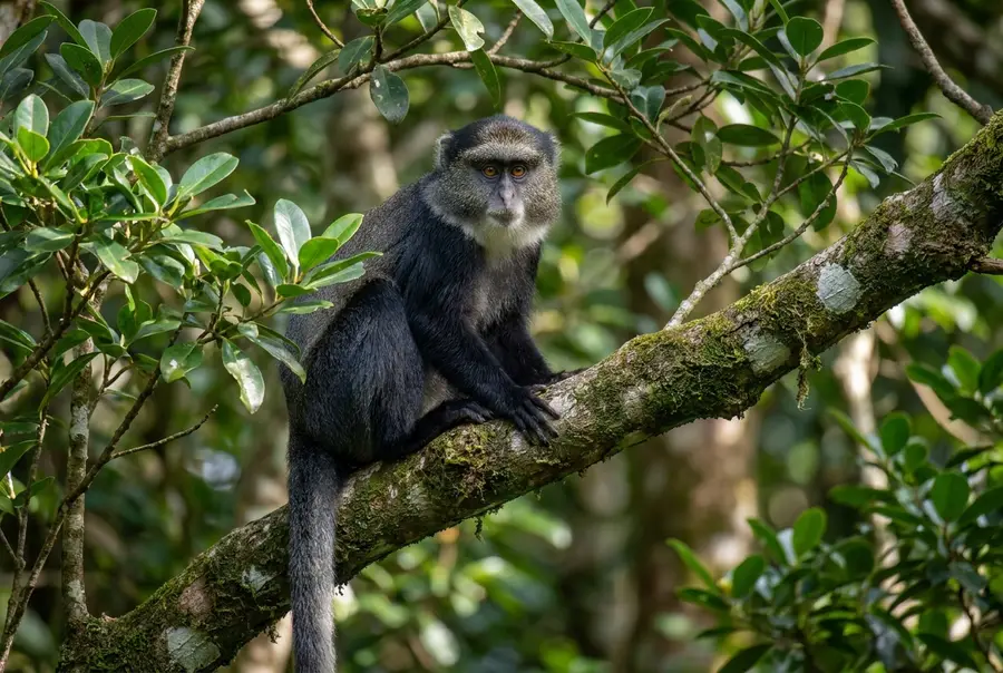 Samango Monkey