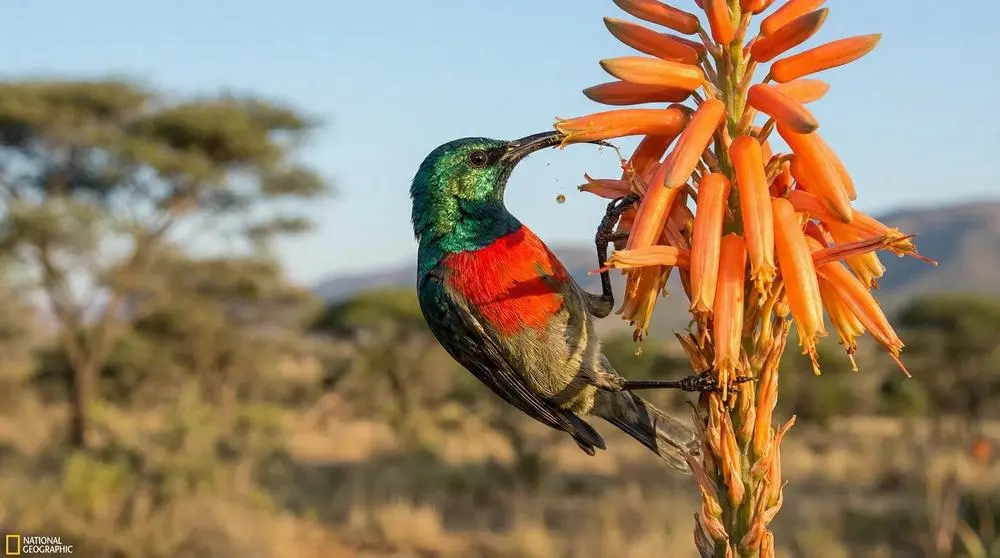 How Many Days Do You Need for a Safari?