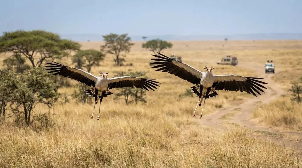 Where to Go on Safari in August