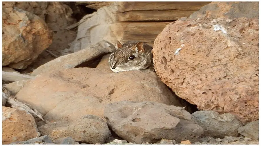 Sengi