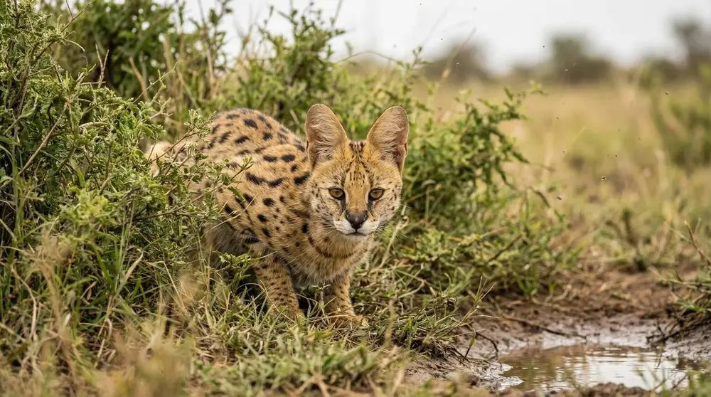 Serval: Facts, Habitat and Conservation