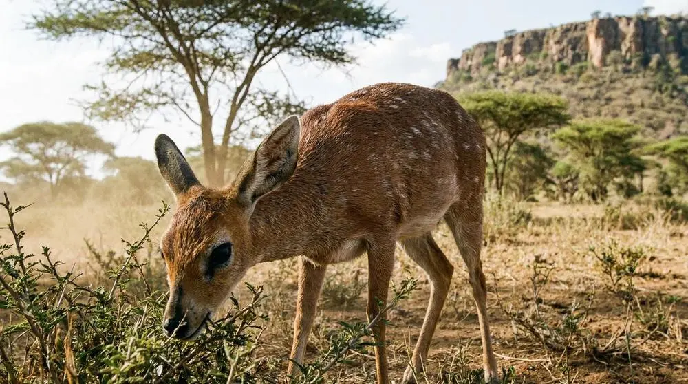 How to Photograph the Sharpe's Grysbok on Safari