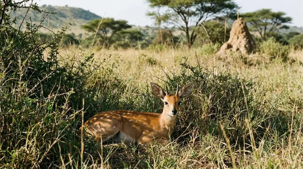 Sharpe's Grysbok: Facts, Habitat and Conservation