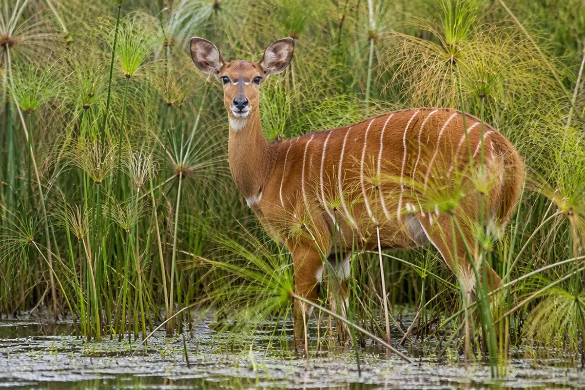 Sitatunga: Facts, Habitat and Conservation