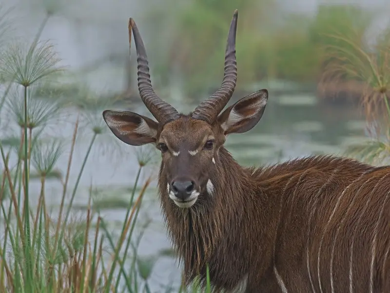 Sitatunga