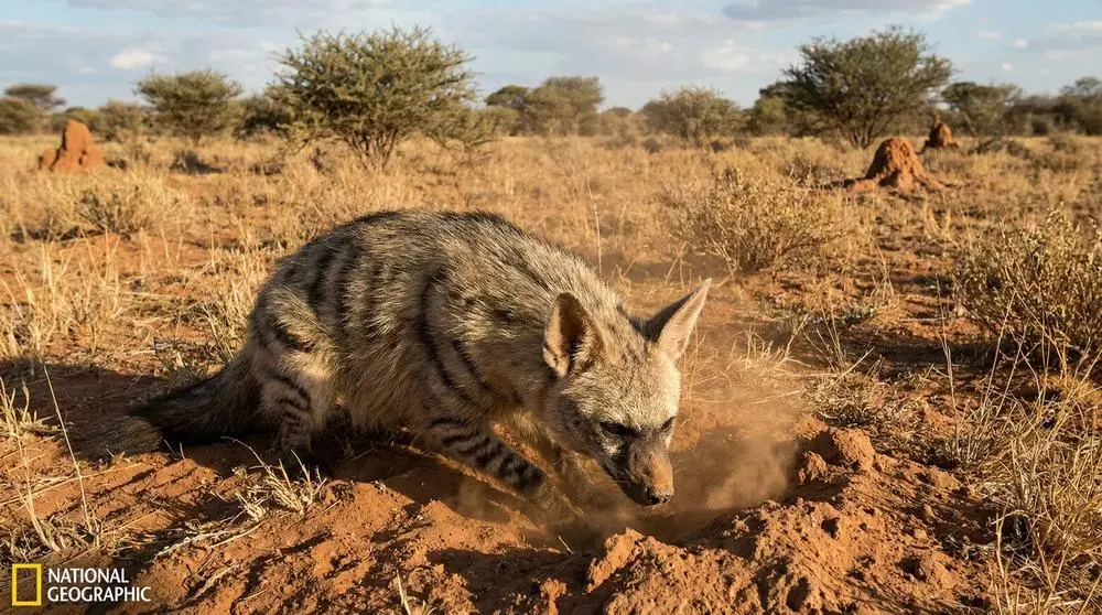 How to Photograph the Southern Aardwolf on Safari