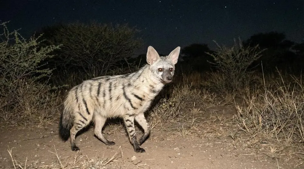 Southern Aardwolf: Facts, Habitat and Conservation