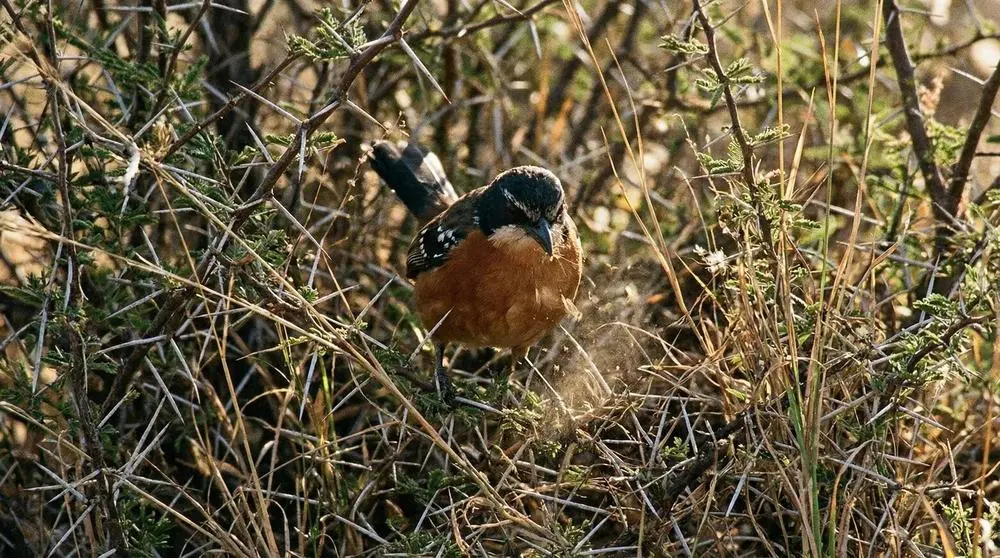 How to Photograph Birds on Safari
