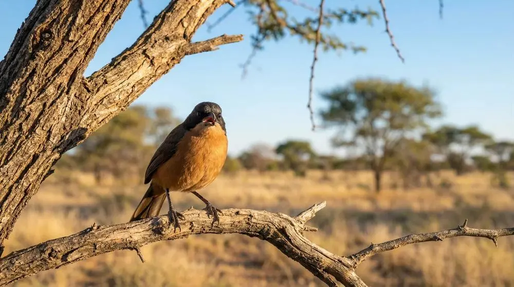How to Plan Your First African Safari