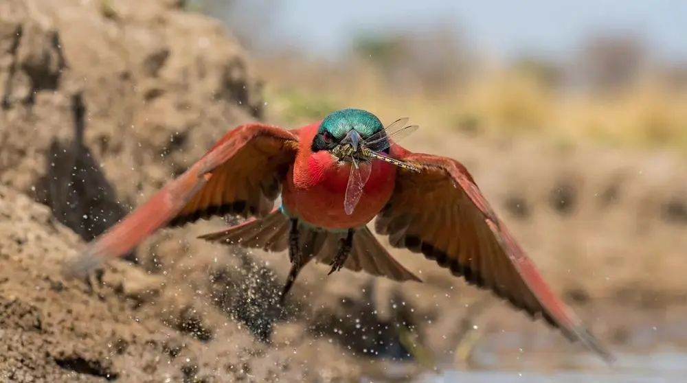 How to Use a Field Guide