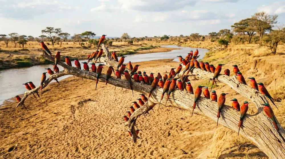 Jet Lag and Your First Day on Safari