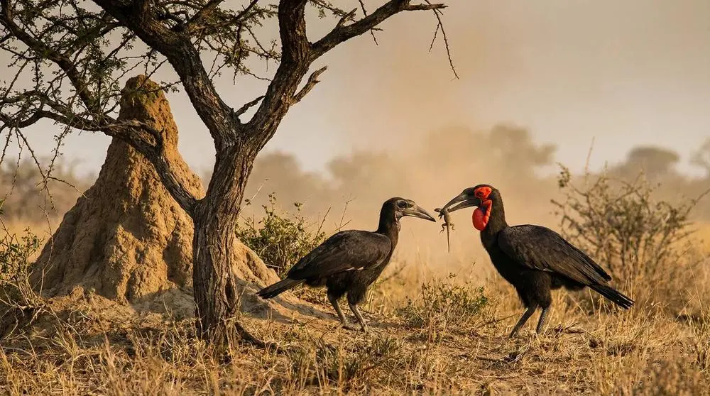 Luxury vs Budget Safari: What You Get