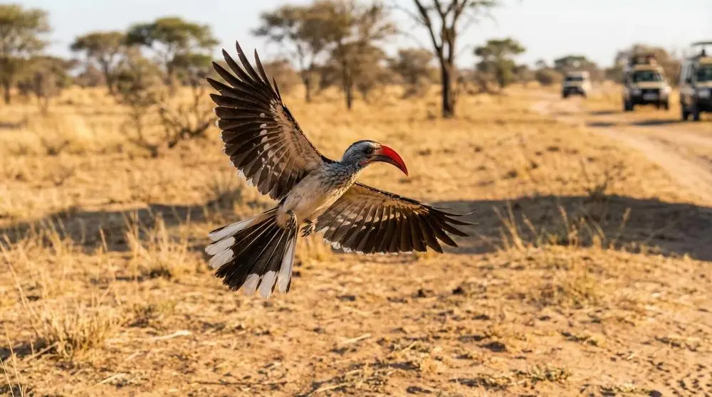 Photography Tips for Safari Beginners