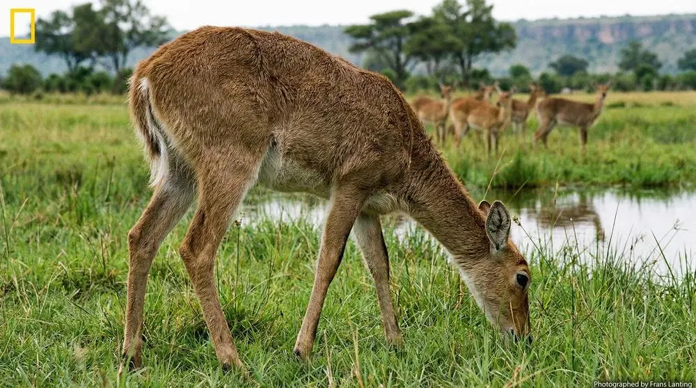 Southern Reedbuck: Facts, Habitat and Conservation