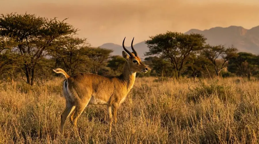 Southern Reedbuck