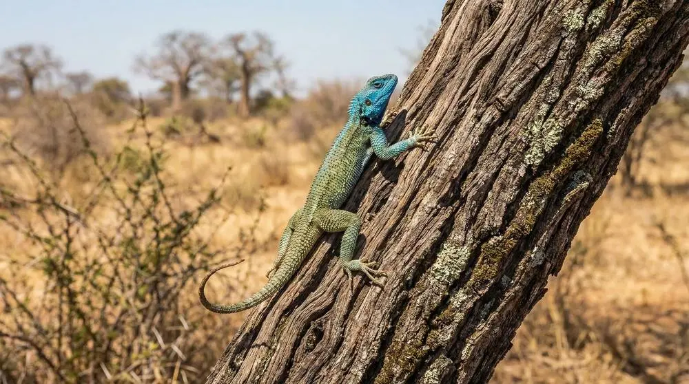 Southern Tree Agama: Facts, Habitat and Conservation