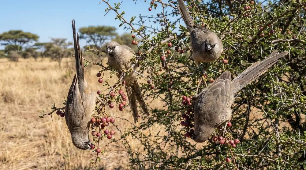Safari Luggage Weight Limits Explained