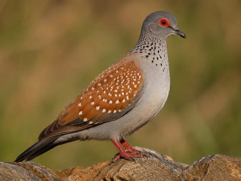 Speckled Pigeon