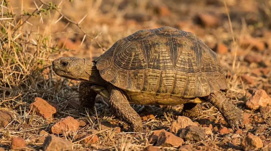 Speke's Hinged-back Tortoise