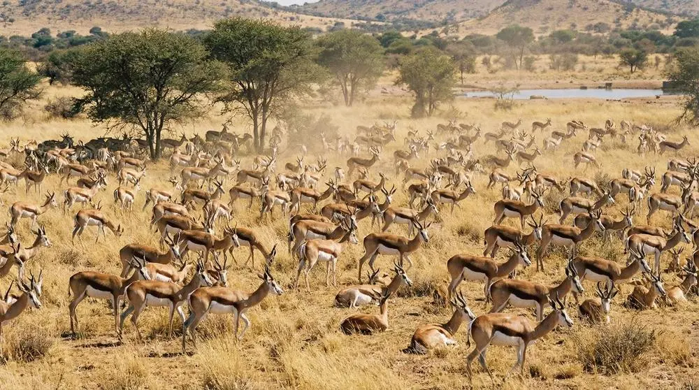 Etosha National Park Safari Guide