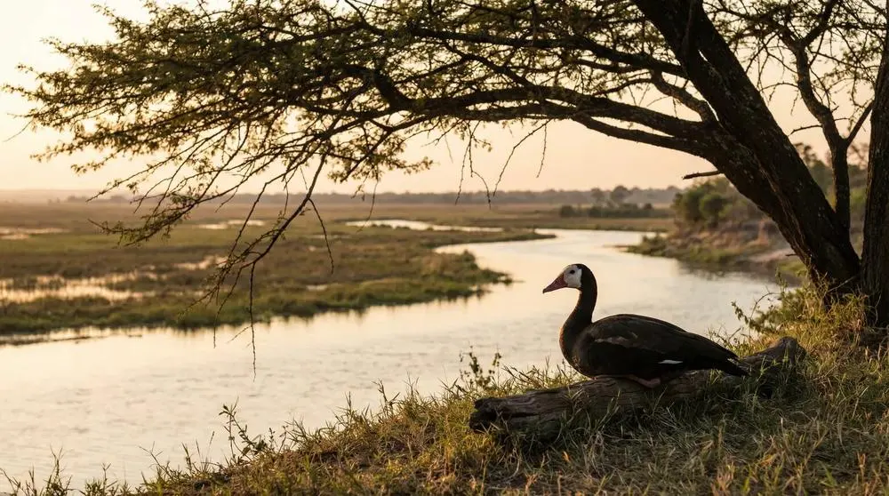 The Best Safari Apps for Your Trip