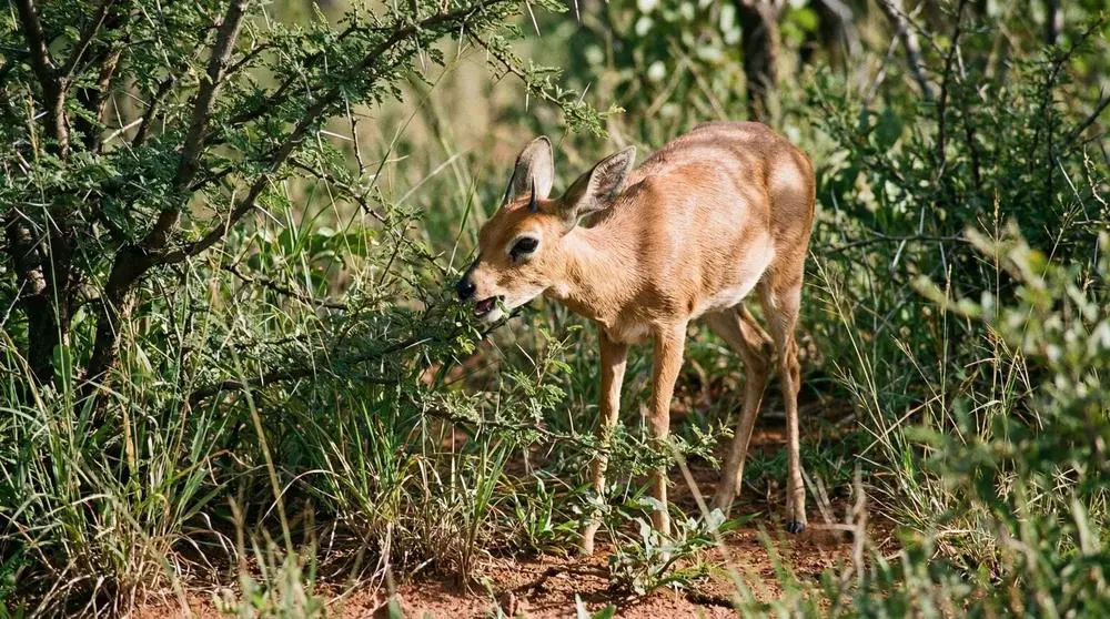 Steenbok: Facts, Habitat and Conservation