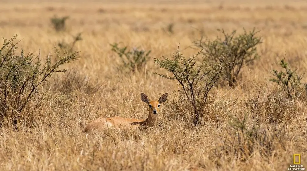 The Big Five: A Complete Safari Guide