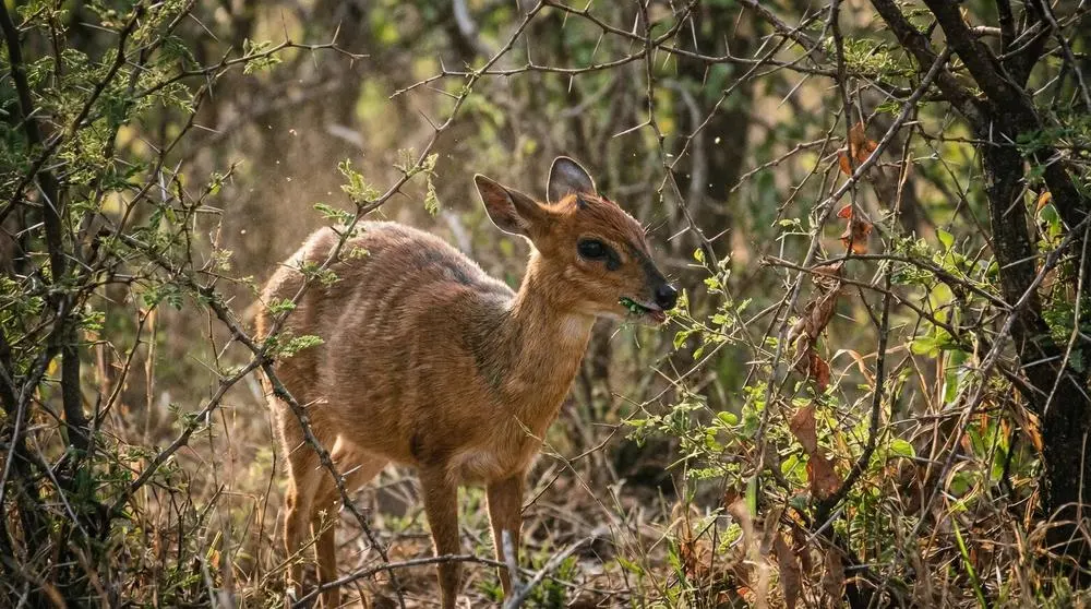 Suni: Facts, Habitat and Conservation
