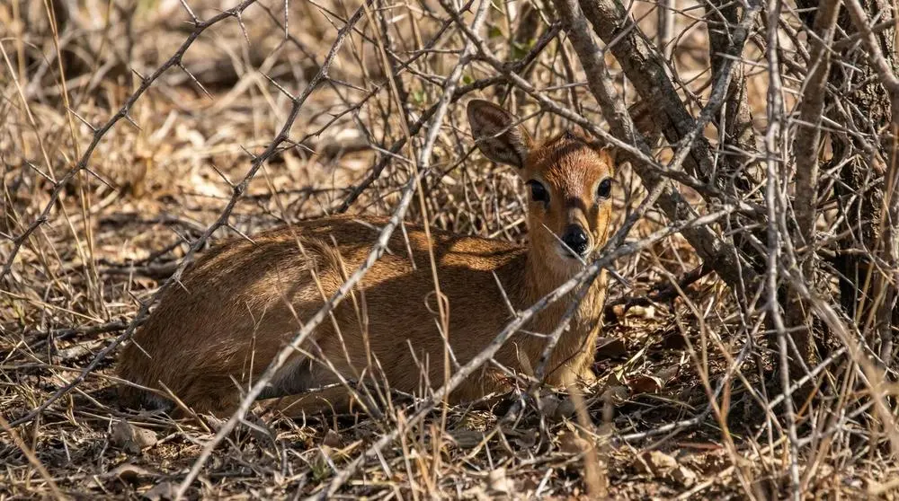 The Little Five of the Savanna