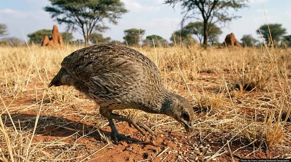 Understanding Animal Behaviour on Safari