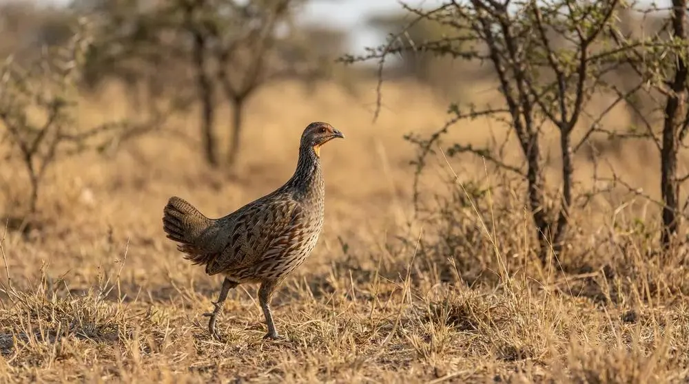 Useful Swahili for Wildlife Watching