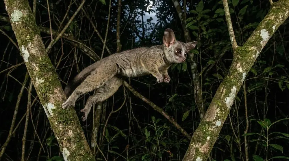 Thick-tailed Greater Galago: Facts, Habitat and Conservation