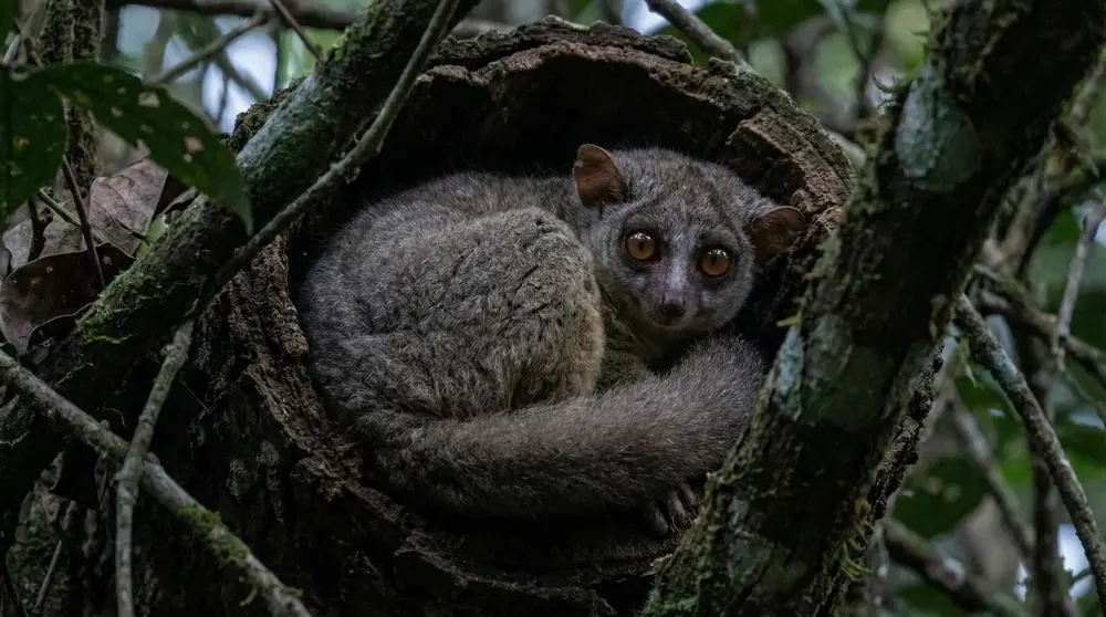 What Is a Conservancy?