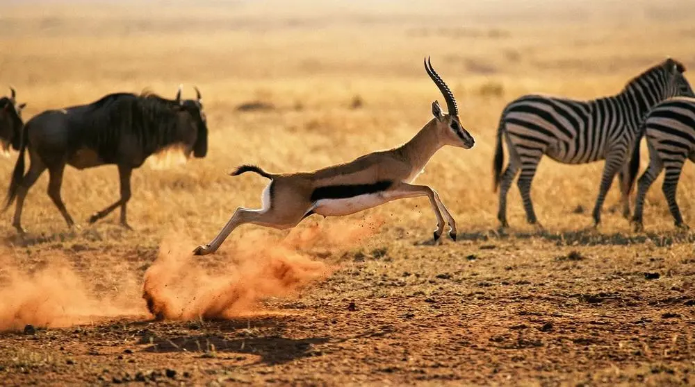 What Is a Game Drive?