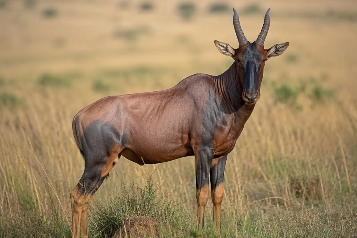 Topi: Facts, Habitat and Conservation