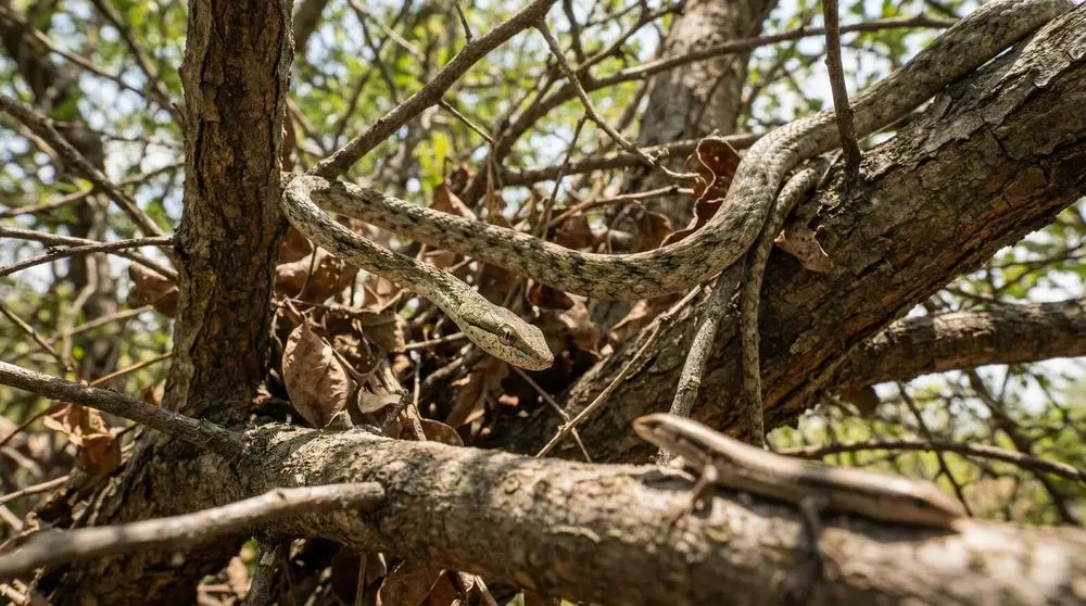 Twig Snake: Facts, Habitat and Conservation
