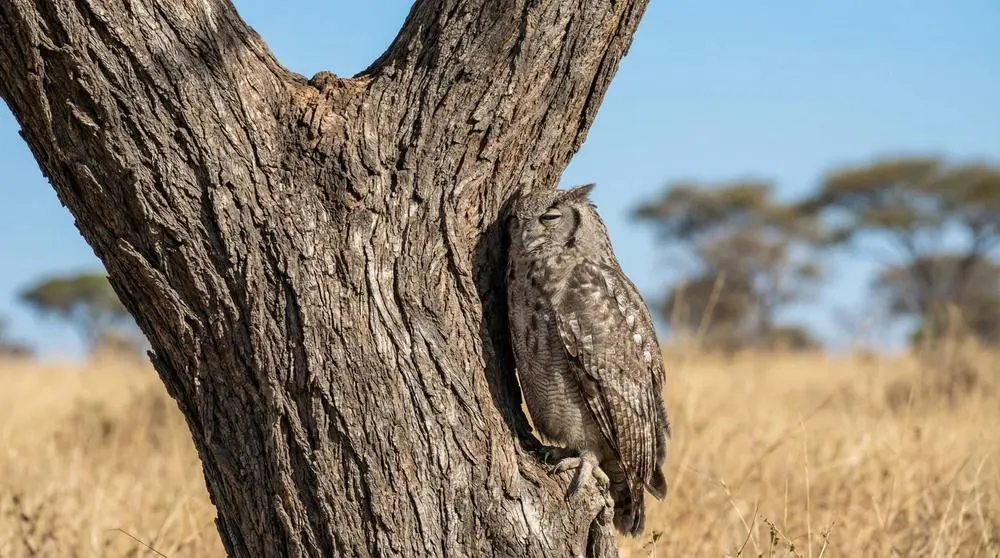 Verreaux's Eagle Owl