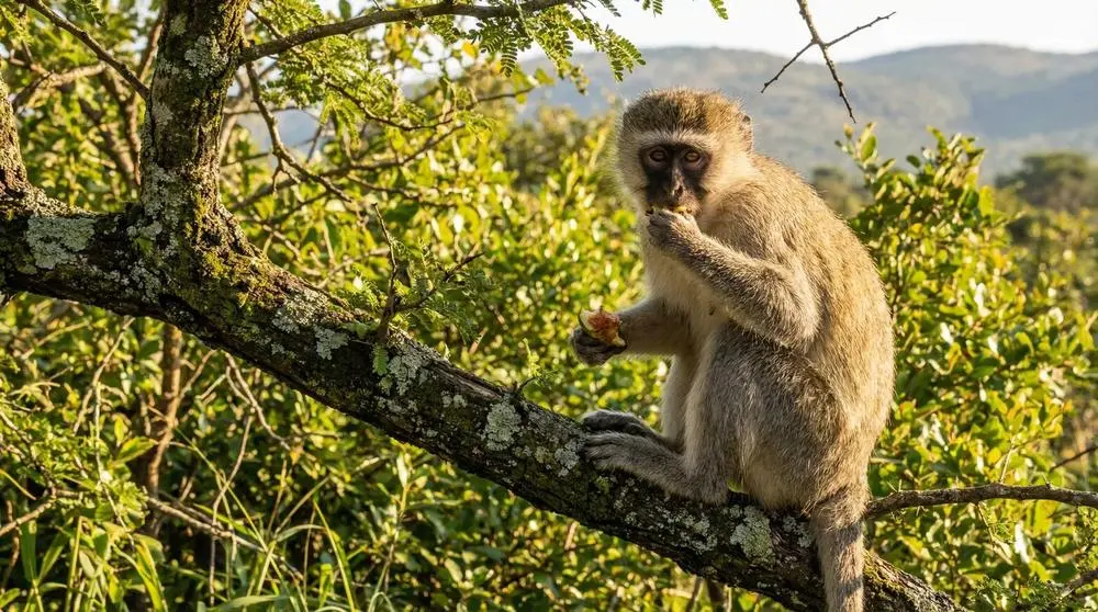 Vervet Monkey: Facts, Habitat and Conservation