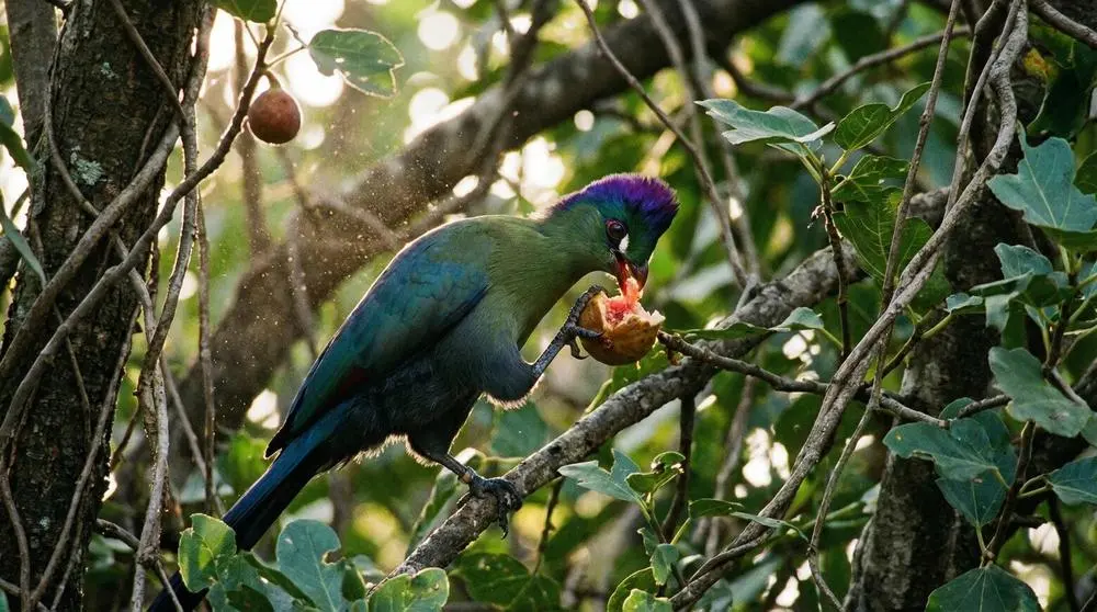 Violet-crested Turaco