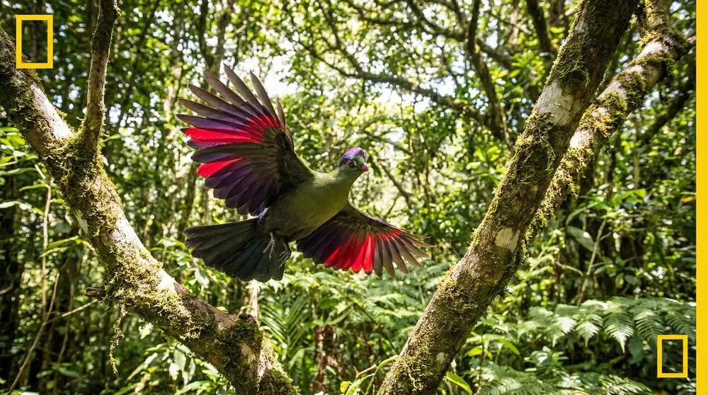 Violet-crested Turaco
