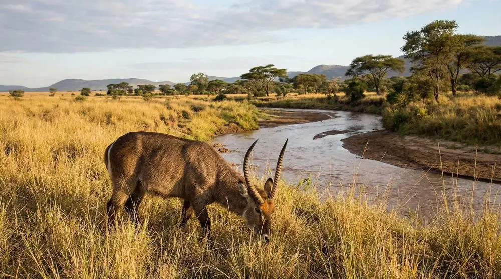 Waterbuck: Facts, Habitat and Conservation