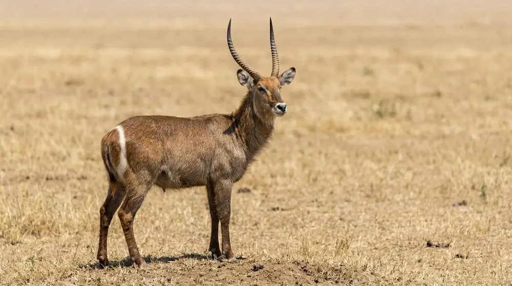 Waterbuck