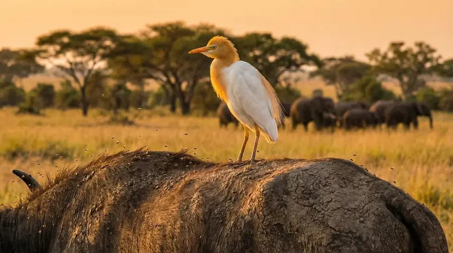 Western Cattle Egret