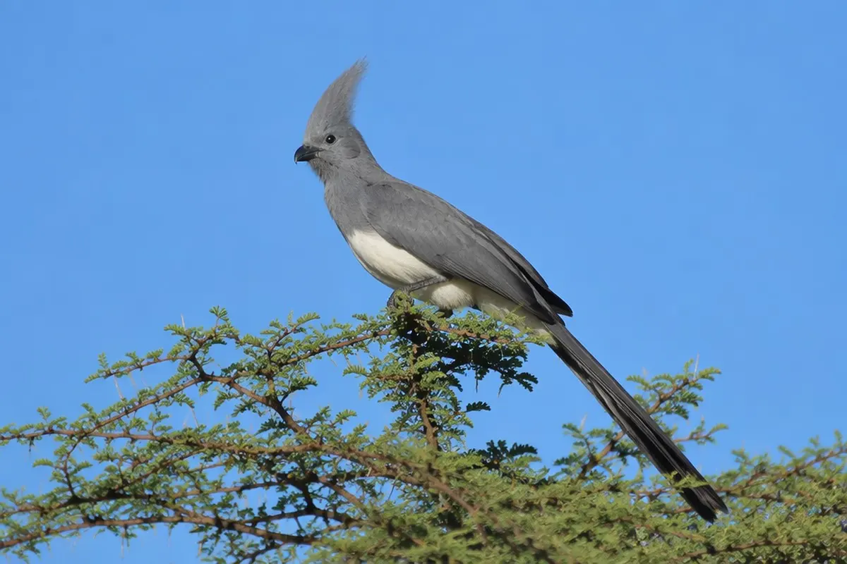 White-bellied Go-away-bird