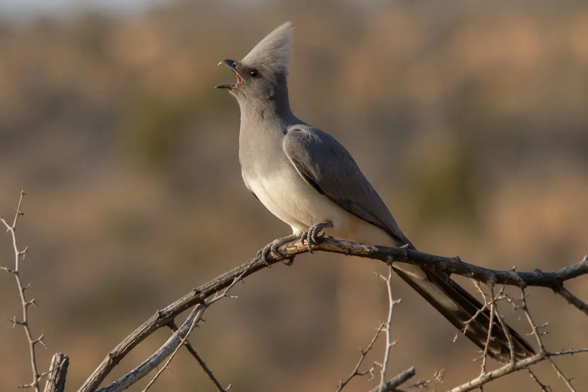 White-bellied Go-away-bird