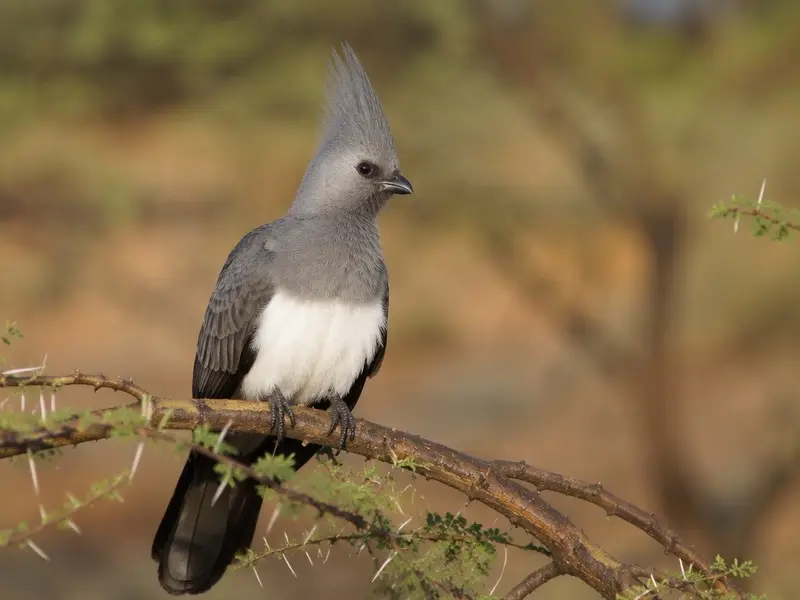 White-bellied Go-away-bird