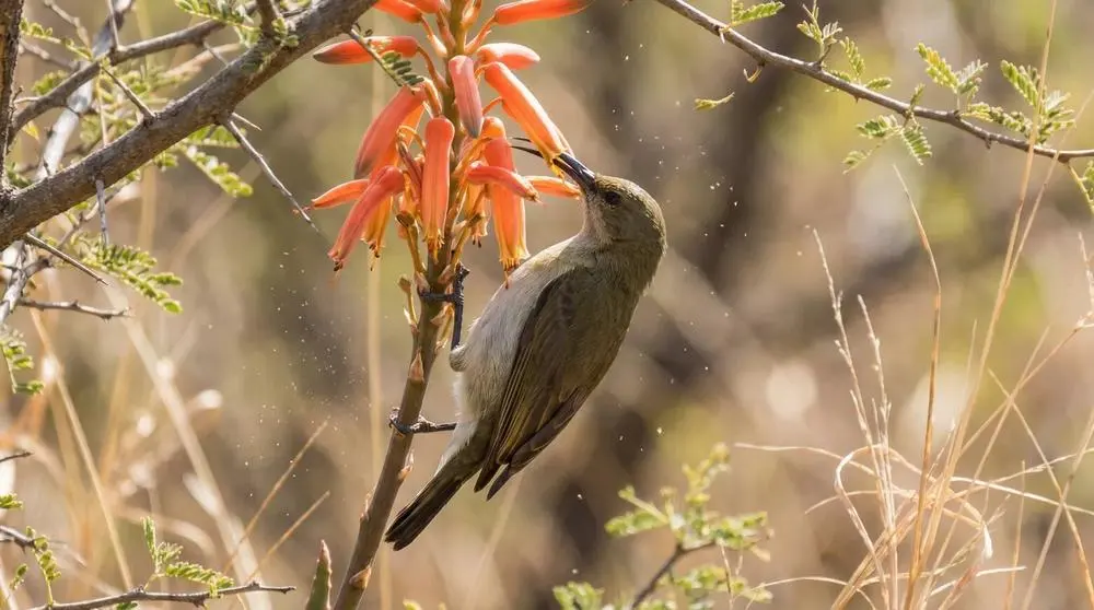 White-bellied Sunbird